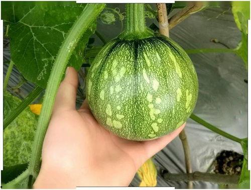 吃瓜小棉棉,揭秘娱乐圈幕后故事 第1张 吃瓜小棉棉,揭秘娱乐圈幕后故事 第1张