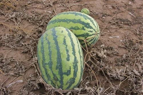 吃瓜小棉棉,揭秘娱乐圈幕后故事 第2张 吃瓜小棉棉,揭秘娱乐圈幕后故事 第2张