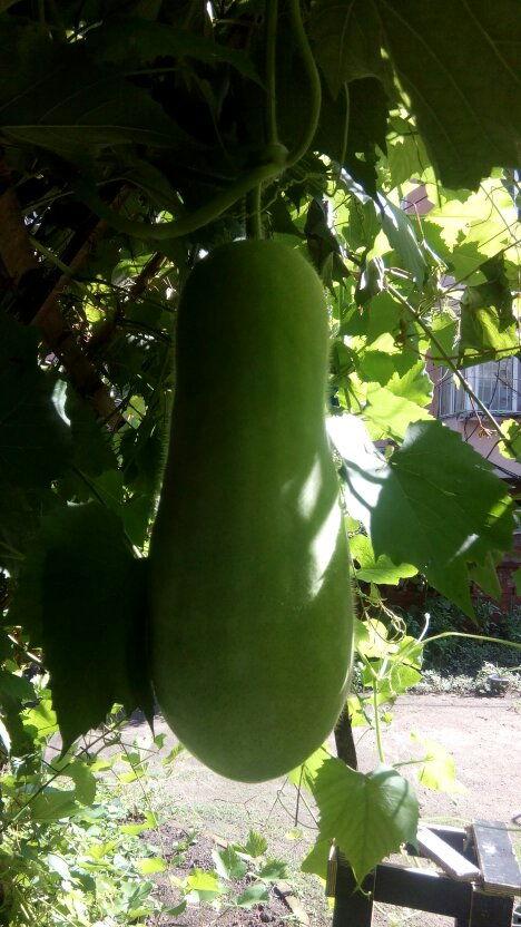 吃瓜专业术语,一网打尽瓜圈黑话 第3张 吃瓜专业术语,一网打尽瓜圈黑话 第3张