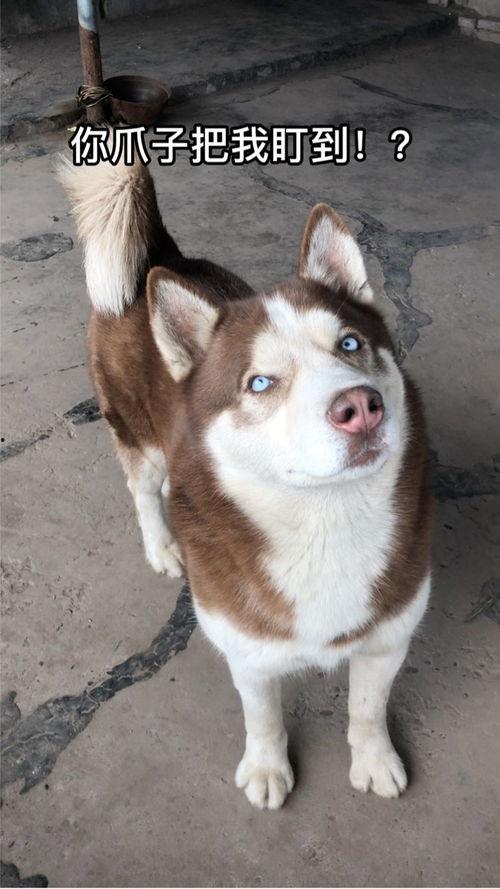 兔儿瓜几月吃,营养美味尽在掌握  第2张