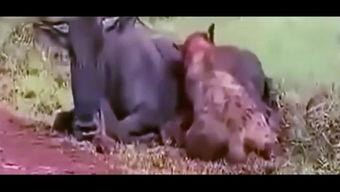 吃货吃瓜小视频,吃货们的美食盛宴  第1张