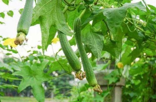 五月吃五瓜,五瓜养生正当时 第1张 五月吃五瓜,五瓜养生正当时 第1张