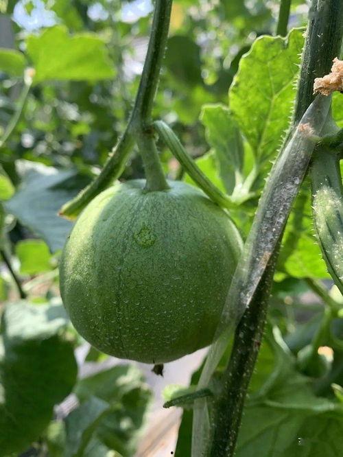 贴吧吃的瓜,那些让人垂涎欲滴的美食瓜  第3张