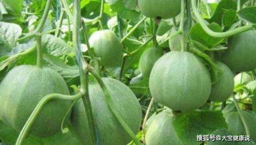 女人梦到摘香瓜吃瓜,女人摘香瓜吃瓜的神秘寓意  第3张