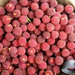 呆瓜吃货  第2张