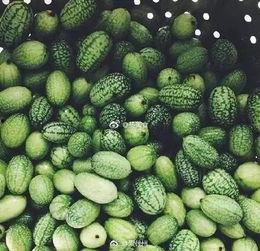 挑战吃世界上最小的瓜  第3张