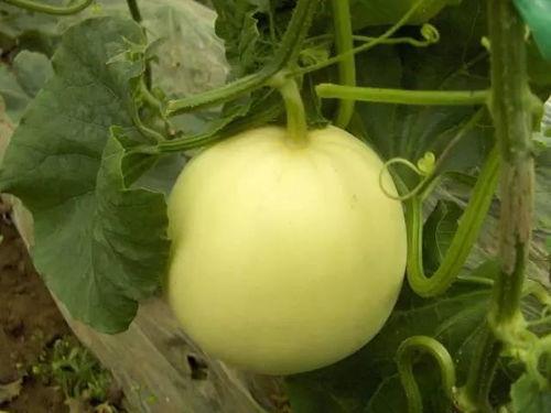 小白瓜甜瓜怎么吃,小白瓜甜瓜的多样食法探索  第1张