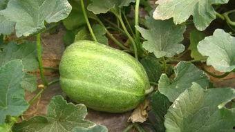 小白瓜甜瓜怎么吃,小白瓜甜瓜的多样食法探索  第2张