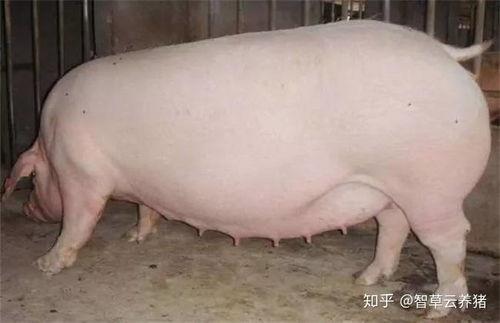 老母猪吃烂瓜,从吃烂瓜中领悟的生活哲学  第2张