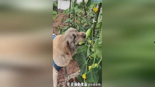小狗吃瓜后续,一场意外的冒险之旅 第3张 小狗吃瓜后续,一场意外的冒险之旅 第3张
